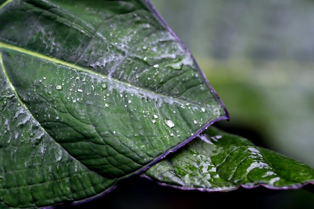 Emerald Isle Health and Wellness is a prime LENS neurofeedback practitioner. 